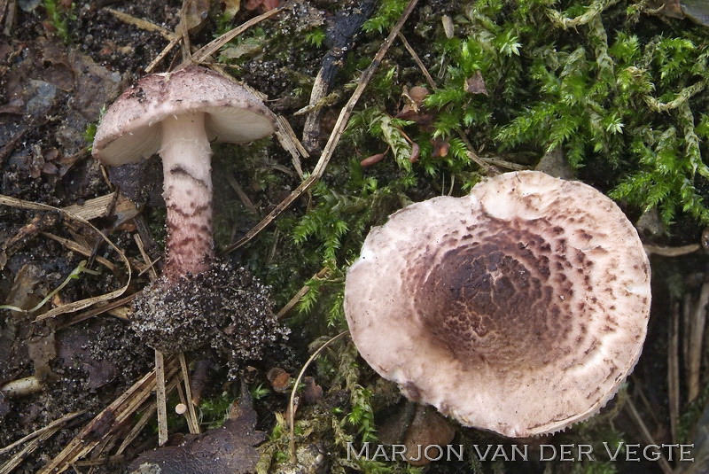 Gegordelde parasolzwam - Lepiota brunneoincarnata